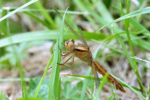Crocothemis erythraea